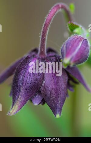 Immagine ravvicinata della Columbine Aquilegia vulgaris, Black Barlow, fiore comunemente noto come Bonnet di Granny Foto Stock