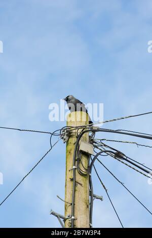 Un jackdaw, Corvus monidula, che si arenava su un palo telefonico nel mese di marzo. North Dorset England GB Foto Stock