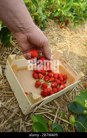 Lavoratore che raccoglie fragole in una fattoria e raccogliendo in una scatola di legno Foto Stock