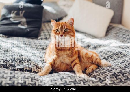 Gatto zenzero rilassante sul divano in soggiorno sdraiato in posa divertente su coperta. PET godendo il sole a casa Foto Stock