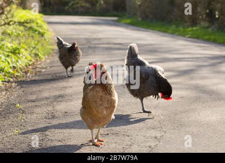 Polli sul lato di una strada di campagna nel marzo 2020. North Dorset England GB. Le galline erano in alta domanda durante l'epidemia di coronavirus. Foto Stock