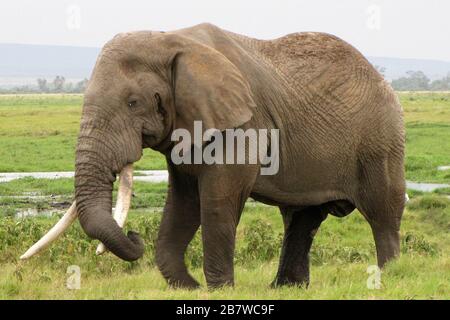 Resrve Amboseli Elephants Foto Laurent Lairys / DPPI Foto Stock