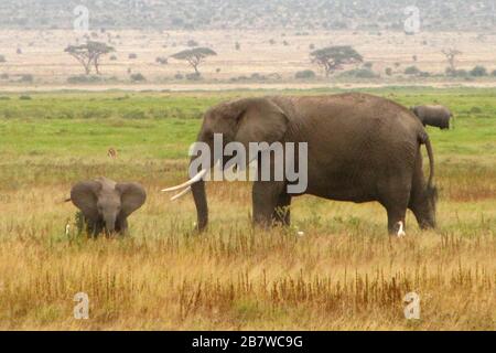 Resrve Amboseli Elephants Foto Laurent Lairys / DPPI Foto Stock