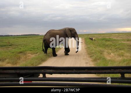 Resrve Amboseli Elephants Foto Laurent Lairys / DPPI Foto Stock