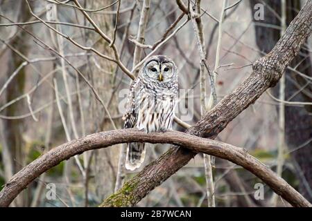 Gufo barrato (Strix varia) appollaiato su un ramo esposto, camuffato con la foresta Foto Stock