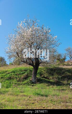 Albero di mandorle fiorito nel mese di febbraio in Algarve, Portogallo Foto Stock