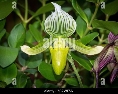 Primo piano di un'orchidea singola Foto Stock