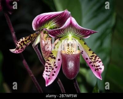 Primo piano di un'orchidea singola Foto Stock
