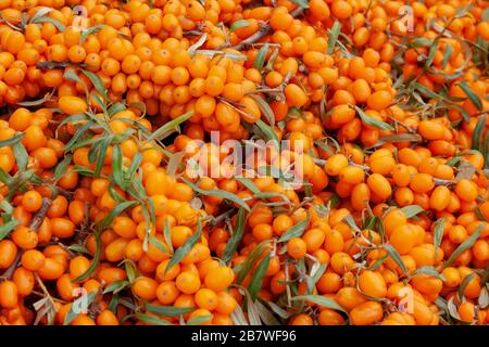 Diramazione con bacche di mare di bucato e foglie verdi. Primo piano sullo sfondo. Foto Stock