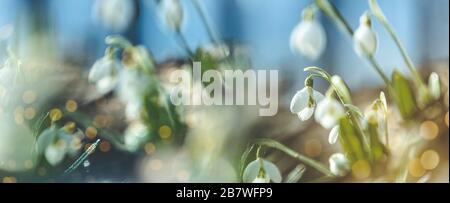 Vista panoramica sui fiori primaverili della foresta. Bianco fiore nevicata piegata o Galanthus plicatus sullo sfondo della foresta. Giornata di primavera, colpo di dolly, Foto Stock