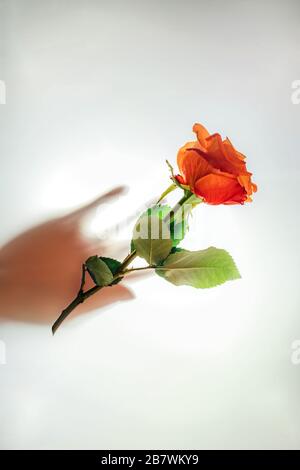 Rosa arancione su sfondo bianco traslucido e mano sfocata della donna sotto di esso. Concetto di cura e tenerezza per la natura Foto Stock