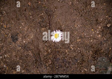 Margherite strappata nel fango Foto Stock