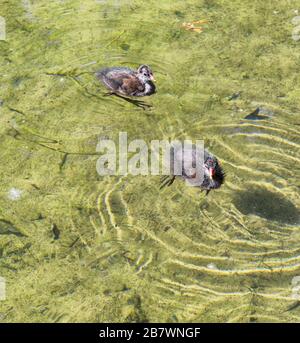 Giovane alpinna di moorhen. Bambini di uccello dell'acqua Gallinula cloropus Foto Stock