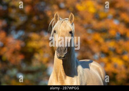 Ritratto giovane stallone iberico in autunno; Triventhal, Germania Foto Stock