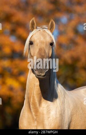 Ritratto giovane stallone iberico in autunno; Triventhal, Germania Foto Stock