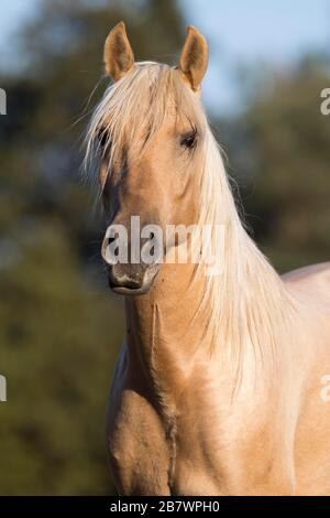 Ritratto giovane stallone iberico in colore Isabell in autunno; Triventhal, Germania Foto Stock