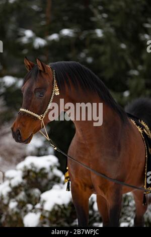 Stallone arabo purosangue, baia, ritratto, in inverno, Tirolo, Austria Foto Stock