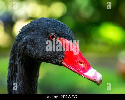 Cigno nero (Cygnus atratus) nel giardino botanico Terra nostra, ritratto, Furnas, San Miguel, Azzorre, Portogallo Foto Stock