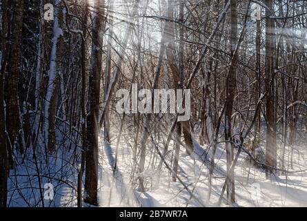 foresta invernale con forte luce del sole tra i rami Foto Stock