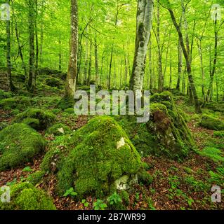 Incontaminata foresta selvaggia nel Parco Nazionale di Berchtesgaden, alberi e rocce ricoperti di muschio e licheni, Berchtesgadener Land, alta Baviera, Germania Foto Stock