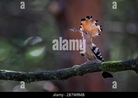 Hoopoe (Upupa Eops) con Grasshopper con alici blu (Oedipoda caerulescens), Riserva della Biosfera dell'Elba centrale, Sassonia-Anhalt, Germania Foto Stock