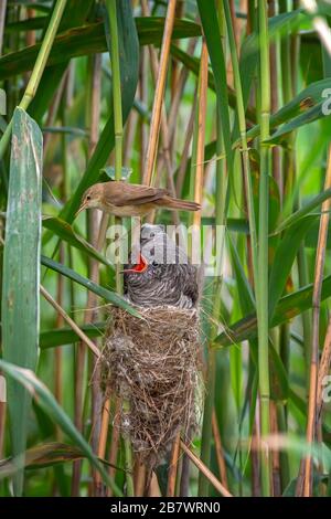 Cucù comune (Cuculus canorus) con uccello ospite Reed Warbler (Acrocephalus scirpaceus) Riserva della Biosfera dell'Elba centrale, Sassonia-Anhalt, Germania Foto Stock