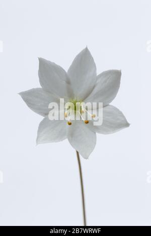 Ceci wintergreen o Artico stellato fiore Trientalis europaea fiore fotografato in uno studio Foto Stock