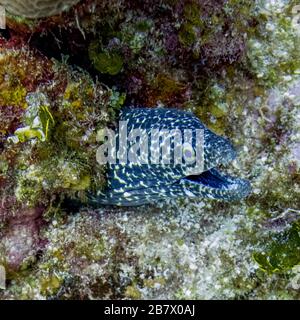Primo piano di avvistato Moray Eel, Blue Channel Dive Site, Roatan, Honduras Foto Stock
