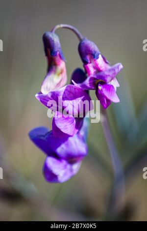 Fiori amari di vetchling Lathyrus linifolius all'inizio della primavera Highlands della Scozia Foto Stock