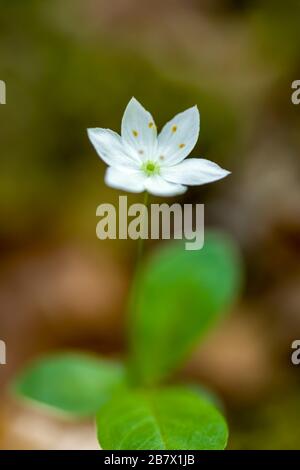 Singolo fiore bianco del Chickweed-wintergreen conosciuto anche come Arctic Starflower Trientalis europaea che cresce in un bosco nelle Highlands della Scozia Foto Stock