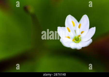 Singolo fiore bianco del Chickweed-wintergreen conosciuto anche come Arctic Starflower Trientalis europaea che cresce in un bosco nelle Highlands della Scozia Foto Stock