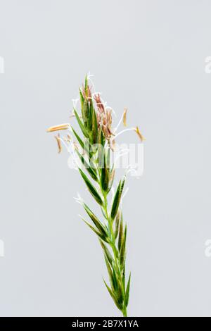 Testa di semi di Alopecurus myosuroides di erba nera Foto Stock