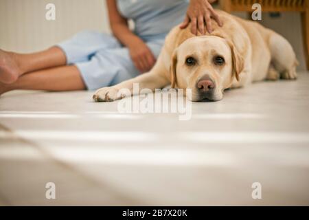 Golden labrador seduta sul pavimento con il suo proprietario. Foto Stock