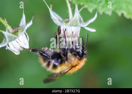 Muschio carder ape Bombus muscorum bumblebee alimentazione su fiori di lampone selvatico Highlands della Scozia Foto Stock