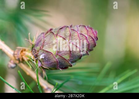 Larice europeo Larix decidua cono di semi primo piano Highlands della Scozia Foto Stock