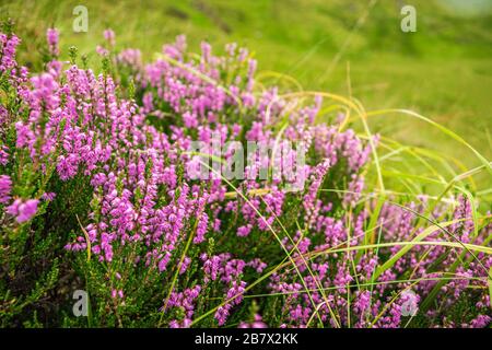 Purple Erica Scozzese in piena fioritura, sfondo floreale sfocato. Foto Stock