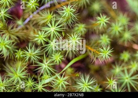 Comune di Haircap Moss - comune di Polytrichum nelle Highlands della Scozia Foto Stock