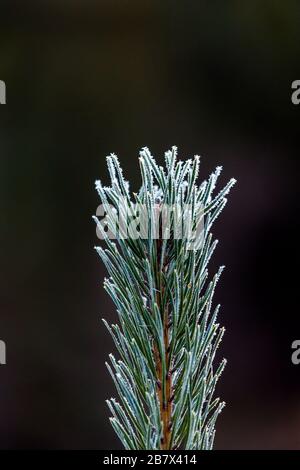 Cristalli di ghiaccio sulla punta crescente di un abete Foto Stock