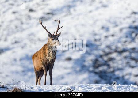 Cervo rosso Cervus elaphus maschio stag in piedi su una collina nella neve nelle Highlands della Scozia Foto Stock