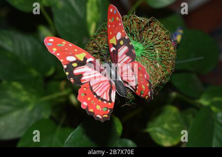 Farfalla decorativa per houseplant arredamento closeup bloccato su Garden Coir palo muschio Foto Stock