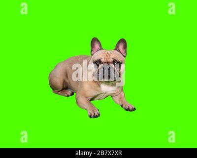 Carino cane da bulldog francese sul tasto croma schermo verde sdraiato Foto Stock