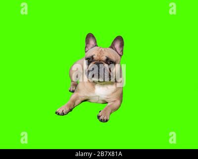 Carino cane da bulldog francese sulla chiave croma schermo verde che si posa Foto Stock