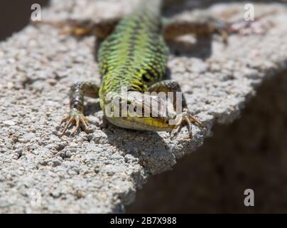 un primo piano di un sole lucertola che bagna su un blcok di cemento Foto Stock