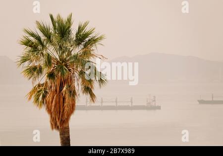 una palma con alcune navi da carico sullo sfondo in una giornata di sole Foto Stock