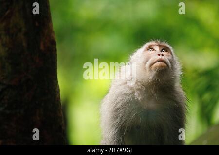 Monkey guarda in alto. Foresta Sacra delle scimmie, Ubud, Indonesia Foto Stock