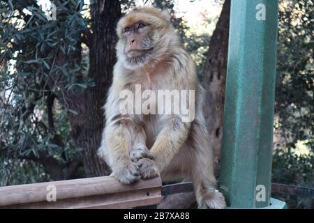Macachi scimmie Ouzoud Cascate Atlante Montagne Marocco Foto Stock