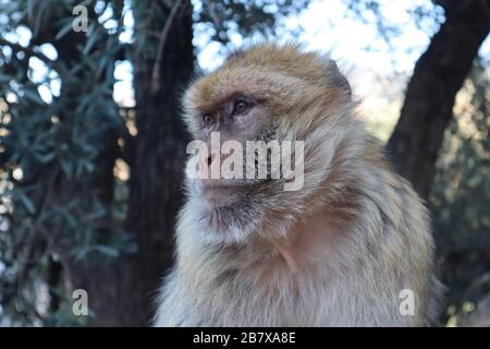 Macachi scimmie Ouzoud Cascate Atlante Montagne Marocco Foto Stock