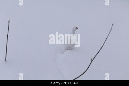 Ptarmigan rock, Lagopus muta, nel piumaggio invernale, Tromso, Norvegia. Foto Stock