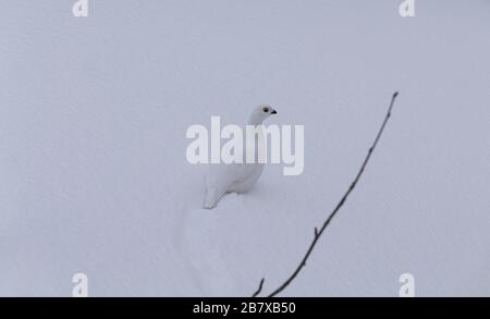 Ptarmigan rock, Lagopus muta, nel piumaggio invernale, Tromso, Norvegia. Foto Stock