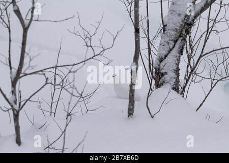 Ptarmigan rock, Lagopus muta, nel piumaggio invernale, Tromso, Norvegia. Foto Stock